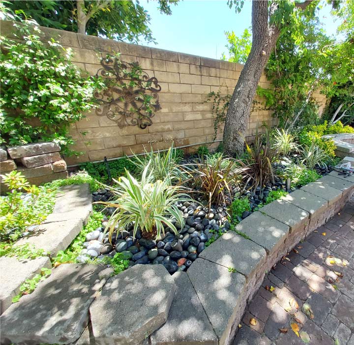 Drought-tolerant landscape installation for LADWP turf removal program client.