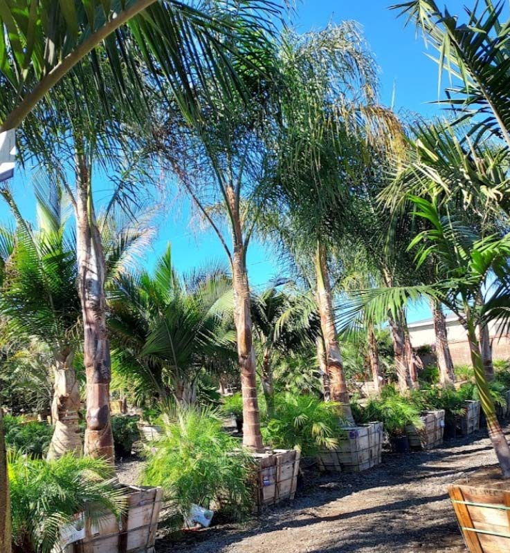 Inventory of large boxed palm trees and tropical plants ready for a professional landscape development project in Southern California.