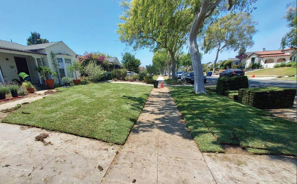 A professional landscaping team installing fresh green sod along a residential sidewalk in a sunny Los Angeles neighborhood