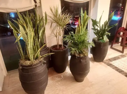 Indoor commercial potted plants including Snake Plants and Parlor Palms in large decorative planters for office lobby decor.