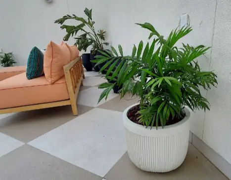 Potted Parlor Palm plant in a white fluted ceramic pot on a commercial outdoor patio setup.